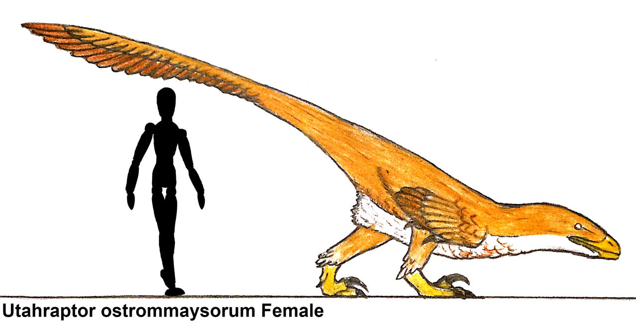 Utaraptor Utahraptor ostrommaysorum Female by PLASTOSPLEEN on DeviantArt