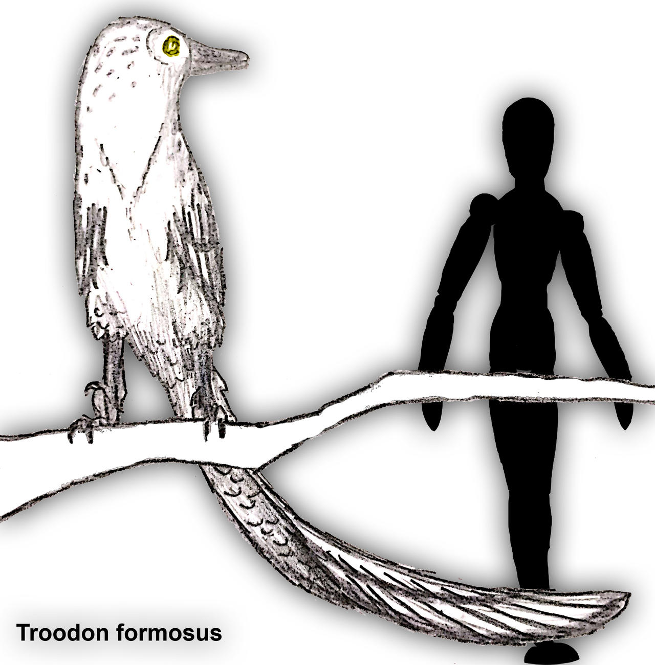 Troodon formosus