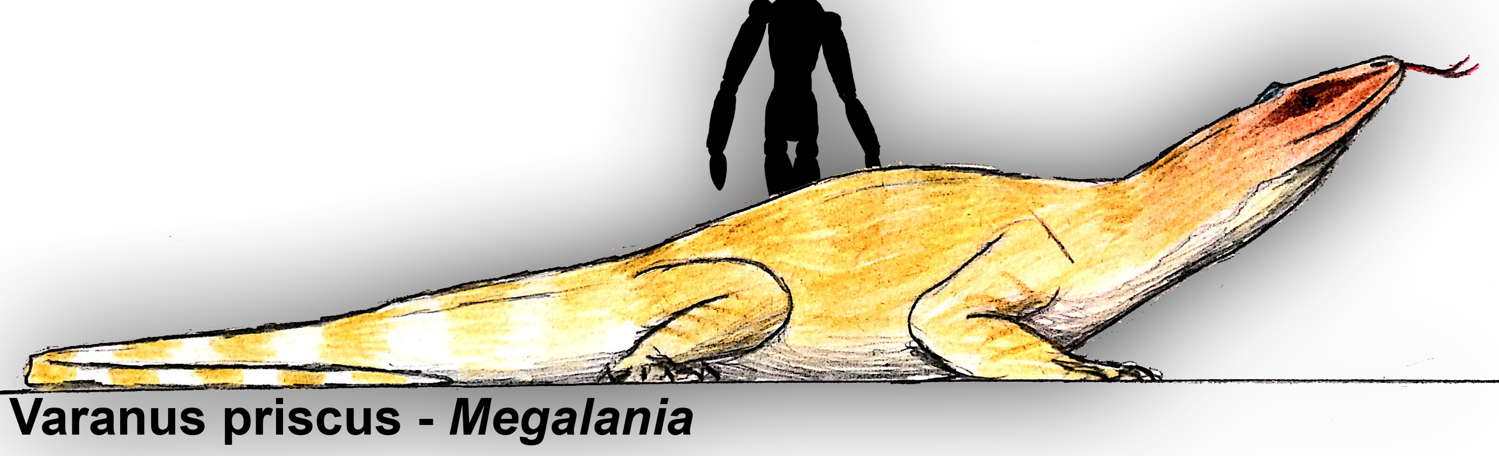 Varanus priscus - Megalania