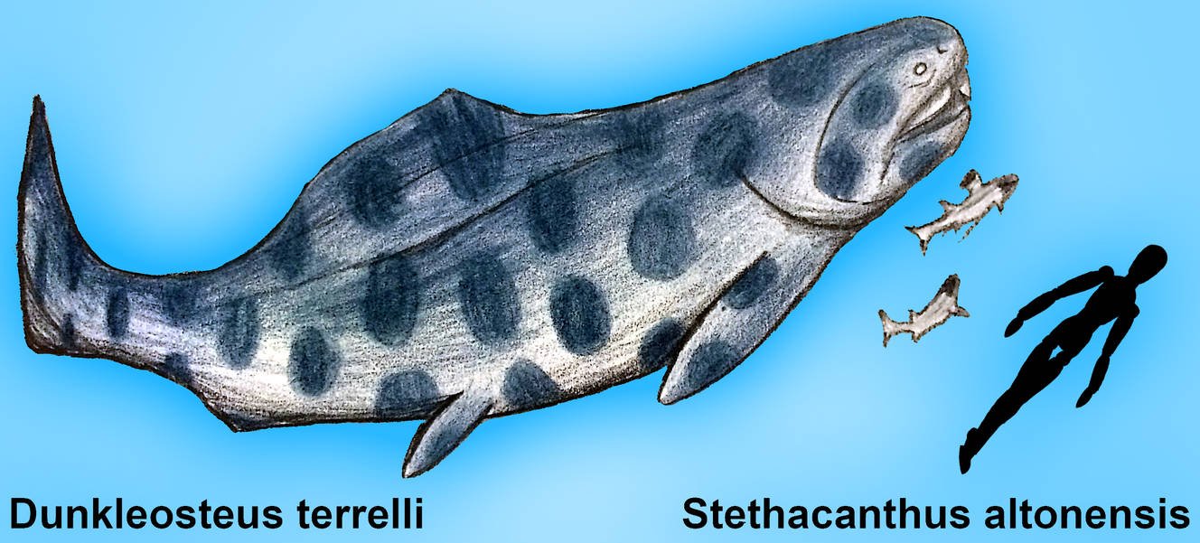 Dunkleosteus Terrelli And Stethacanthus Altonensis By PLASTOSPLEEN On dunkleosteus-terrelli-and-stethacanthus-altonensis-by-plastospleen-on
