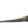 Dinovember Day 10 - Qantassaurus intrepidus