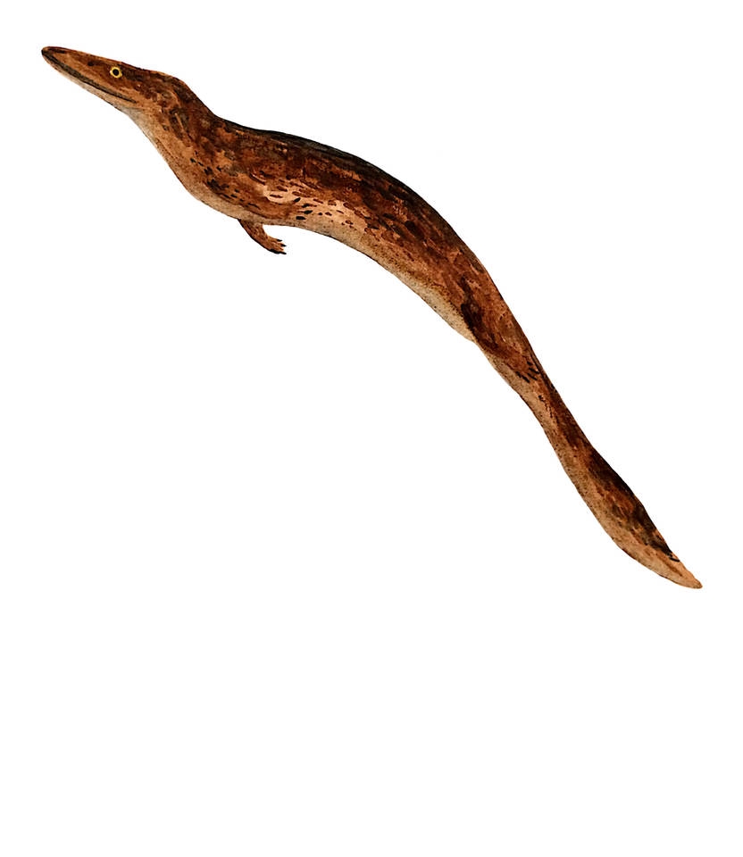 Doolysaurus Deviantart Dallasaurus turneri by PLASTOSPLEEN on DeviantArt
