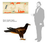 Black-headed Eagle by PLASTOSPLEEN