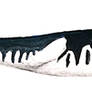 Mosasaurus conodon