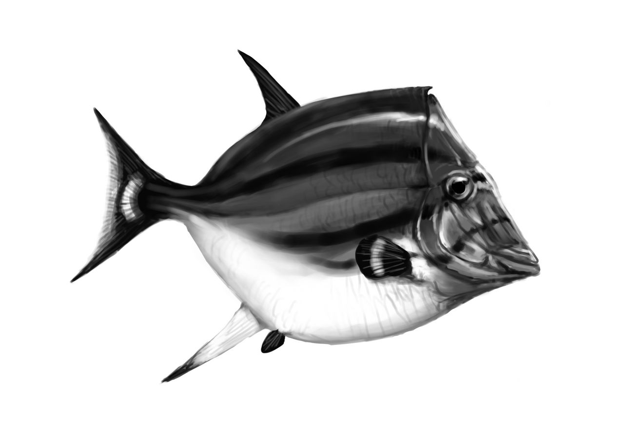 Scalacurvichthys naishi
