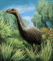 Dromornis stirtoni