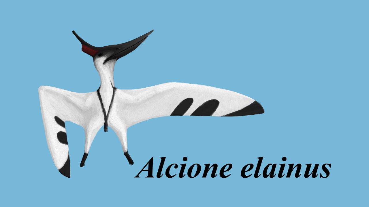 Alcione elainus