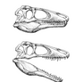 Murusraptor barrosaensis Skull