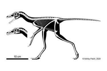 Caihong juji Skeletal