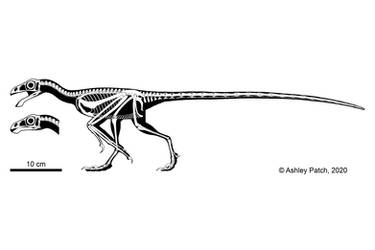 Kompsornis longicaudus Skeletal