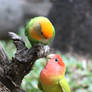 Will you be my lovebird?