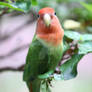 Green Opaline Peachface