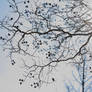 Winter Branches