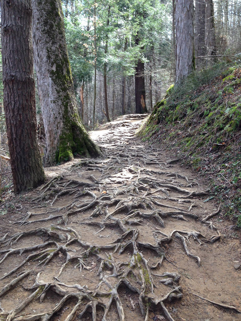 Root Path by Ryardn on DeviantArt
