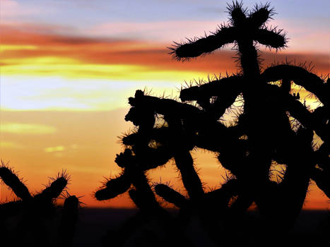 Desert Sunset