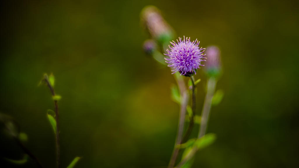 Purple calm