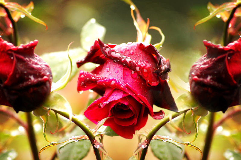 The Red Roses by TheBroth3R on DeviantArt