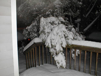 Snowed down tree