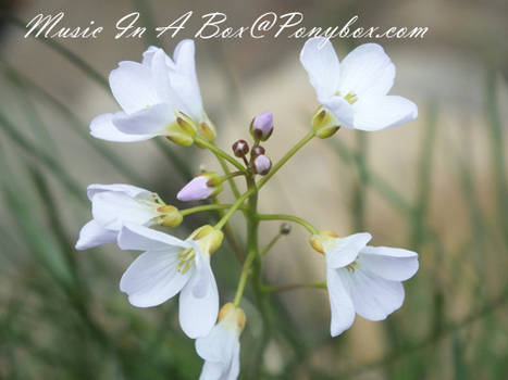 Field Flower