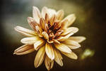 light by baspunk
