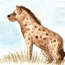 Spotted Hyena