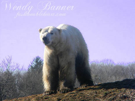 Majestic Polar Bear