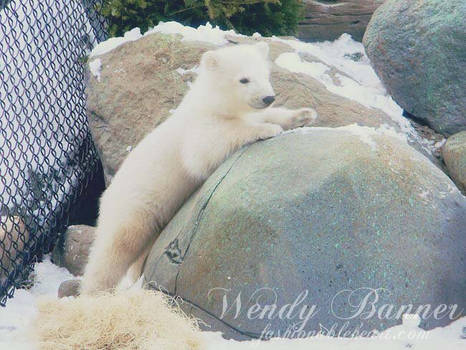 Polar Bear Cub