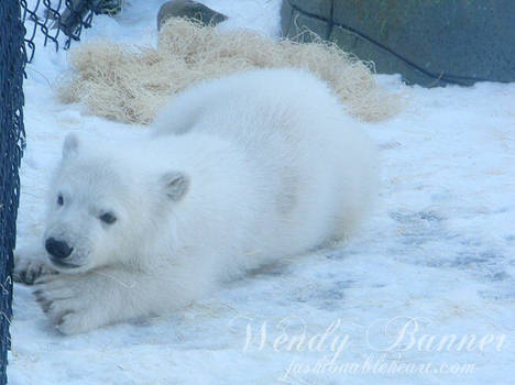 Playful Polar Bear Cub