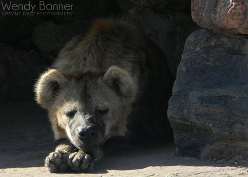 Spotted Hyena