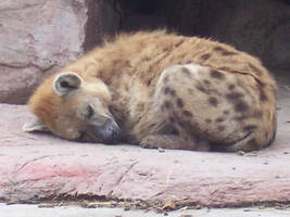 Hyena