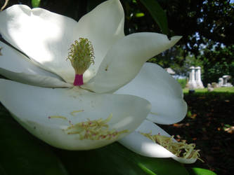 Magnolia Tree