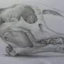 Indonesian Griffon Skull