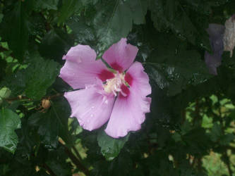 Virginia Flower..