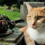 Graveyard