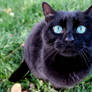 Blue Eyes