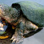 Snapping Turtle