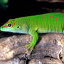 Madagascan Day Gecko.