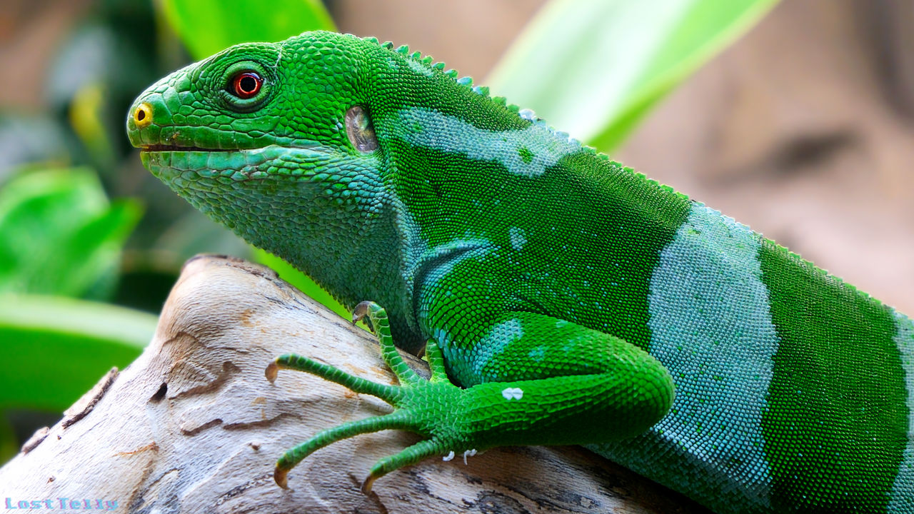 Iguana