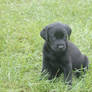 Jasper at 5 weeks