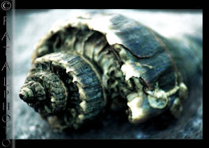 Shell