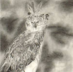 Harpy Eagle by WimpleToad