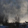 Mule Deer in the riverbank