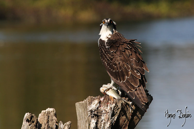 Osprey Apprentice