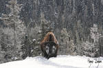 Wood Buffalo in the Snow by Robin-Hugh