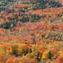 The Red Forest