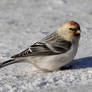 Hoary Redpoll the Nordic