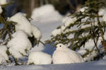 White Ptarmigan by Robin-Hugh