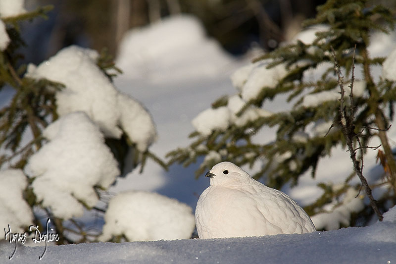 White Ptarmigan