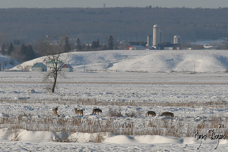 The Pack of the Plain