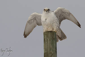 Windy Perch